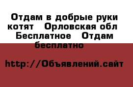Отдам в добрые руки котят - Орловская обл. Бесплатное » Отдам бесплатно   